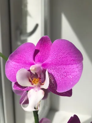 Орхидея Phal. Anastasia 7 - купить, доставка Украина