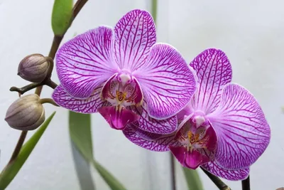 Орхидея Фаленопсис GRINOTEKA Белый 1 ствол, 12 дм, 1 шт - купить по  выгодной цене в интернет-магазине OZON (590411265)
