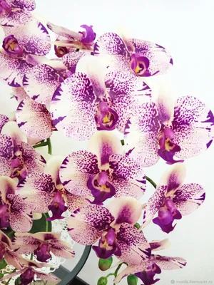 Los Angeles phalaenopsis orchid | Орхидеи, Орхидея, Цветы