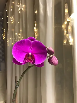 Орхидея: какой грунт подходит для растения | ПроЗнай | Дзен