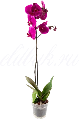 Орхидея фаленопсис, интерьерная композиция \"Селена\" – заказать на Ярмарке  Мастеров – K7AWARU | Композиции, Москва