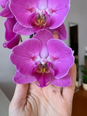 Phalaenopsis African Queen | African queen, Orchids, Flowers
