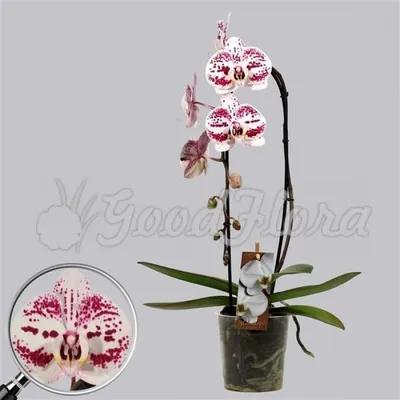 Комнатное растение Орхидея Фаленопсис фиолетовый малый купить в  Екатеринбурге