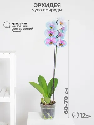 Phalaenopsis 'Anastasia 14', Schmetterlingsorchidee - Verein  Baumschulgruppe Süd-Ost