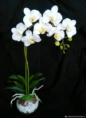 GRINOTEKA Орхидея Фаленопсис крашеная Чудо природы