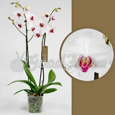 Орхидея Фаленопсис Чудо природы ø12 h70 см по цене 2777 ₽/шт. купить в  Тольятти в интернет-магазине Леруа Мерлен