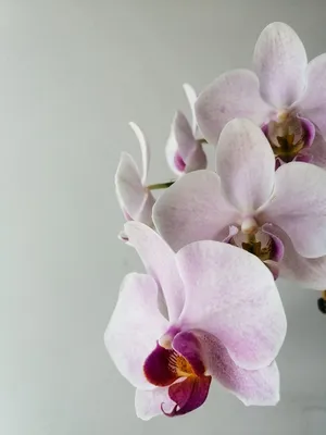 Орхидея фаленопсис белая из полимерной глины полимерная флористика в  интернет-магазине Ярмарка Мастеров по цене 12000 ₽ – Q5AZMBY | Комнатные  растения, Тольятти - доставка по России