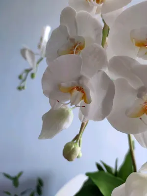 Phalaenopsis venosa CH | Анастасия🌸МАГ 🪴My world 🌎my love ❤my flowers🌷  | Дзен