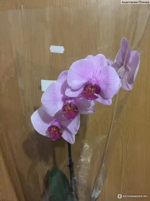 Орхидея фаленопсис, интерьерная композиция \"Риана\" – заказать на Ярмарке  Мастеров – K9P30BY | Композиции, Москва