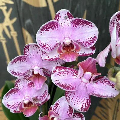 Орхидея Phal. Anastasia 10 - купить, доставка Украина