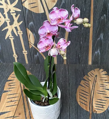 Орхидея Фаленопсис - «ВРЕДНЫЕ СОВЕТЫ от меня по уходу за орхидеей. Уход за  орхидеей для чайников.» | отзывы