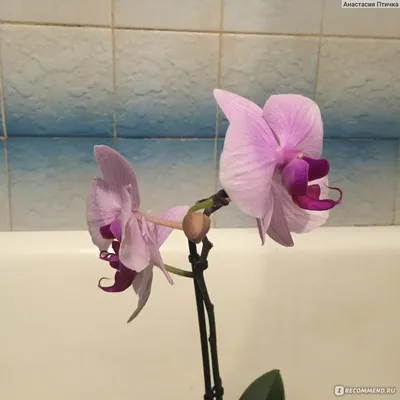 Phalaenopsis TRENTO peloric | Орхидеи, Орхидея, Гардения