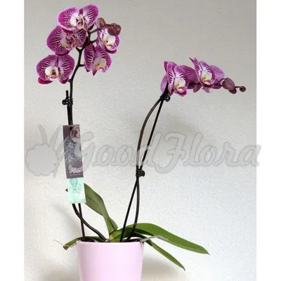 Орхидея(Phalaenopsis) Анастасия купить | в miltoniya.ru