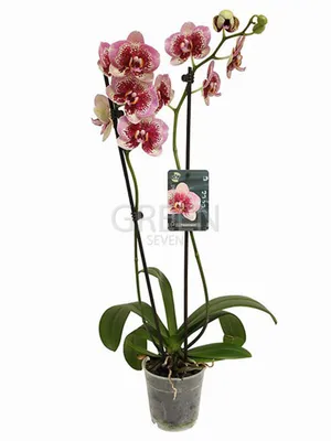 Phalaenopsis Anastasia – Floraria Secret Garden (SG)