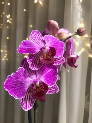Орхідеї \"Orchid House\" Київ, Україна | Огромные Цветы блюдца, каждый цветок  со своим уникальным узором, на арке