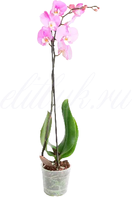 Орхидея \"Фаленопсис Дикий кот\" купить по низкой цене | \"Фаленопсис Дикий  кот\" в интернет-магазине kashpo.store