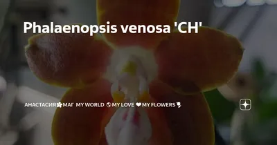 Orchid phalaenopsis | Орхидеи, Орхидея, Цветники