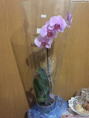 Комнатное растение Орхидея Фаленопсис розовый малый купить в Екатеринбурге