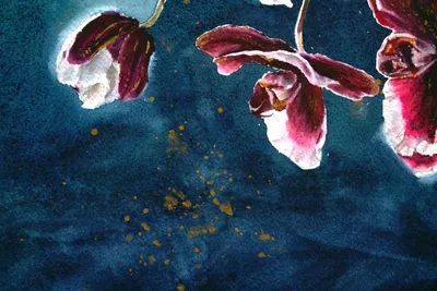 Phalaenopsis venosa 'CH' | Анастасия🌸МАГ 🪴My world 🌎my love ❤my  flowers🌷 | Дзен
