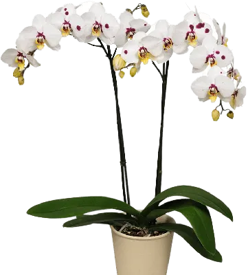 Орхидея Фаленопсис - «ВРЕДНЫЕ СОВЕТЫ от меня по уходу за орхидеей. Уход за  орхидеей для чайников.» | отзывы
