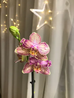 Орхидея Фаленопсис микс 1 стебель ø12 h50 см по цене 1111 ₽/шт. купить в  Липецке в интернет-магазине Леруа Мерлен