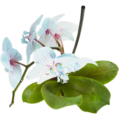Phalaenopsis Anastasia | Click'N Flowers