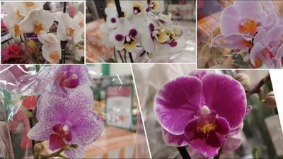 Phalaenopsis Aalborg | Beautiful flowers, Phalaenopsis, Orchids