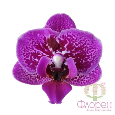 Орхидея Phal. Anastasia 10 - купить, доставка Украина