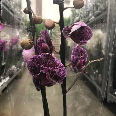 Орхидея Phal. Anastasia - купить, доставка Украина