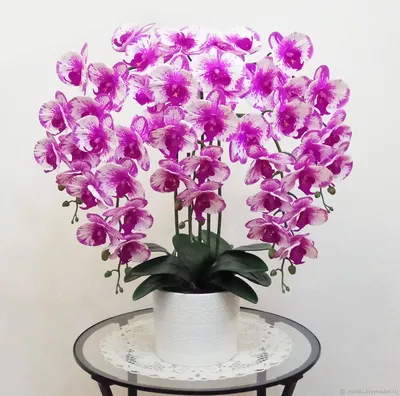 Phalaenopsis orchid | Орхидеи, Орхидея, Цветы
