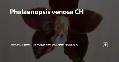 Орхидея Фаленопсис Чудо природы ø12 h70 см - купить в в Санкт-Петербурге по  низкой цене | Доставка из интернет-магазина Леруа Мерлен