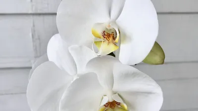 Орхидея санта роза - 77 фото