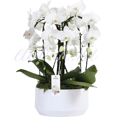 Анастасия Леонова - Смотрите, на моем окне тоже весна!) Вон как расцвела  орхидея! Чувствую себя в оранжерее ). #пустьвсерастетицветет # | Facebook