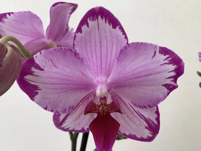 Мельдония орхидея - 78 фото