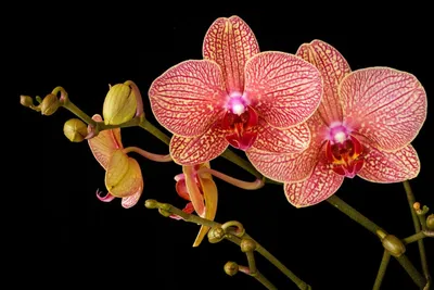 Phalaenopsis venosa CH | Анастасия🌸МАГ 🪴My world 🌎my love ❤my flowers🌷  | Дзен