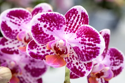 Why Your Orchid Isn't Blooming - Leaf and Paw