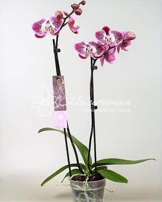 Орхидея Фаленопсис Анастасия купить в Москве