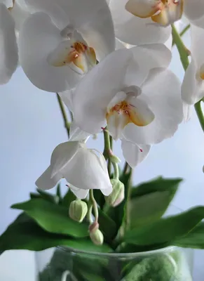 Комнатное растение Орхидея Фаленопсис белый большой купить в Екатеринбурге