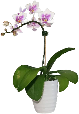 Phalaenopsis Toshi | Orchideen-Wichmann.de - Highest horticultural quality  and experience since 1897