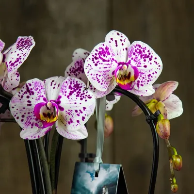Как добиться цветения орхидеи: хитрость от опытных цветоводов