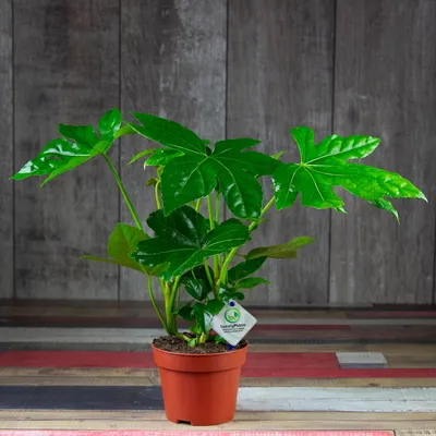 Изображение Фатсии: как вырастить здоровое и красивое растение с минимальными усилиями