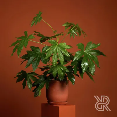 Фотография Фатсии: как создать привлекательный дизайн интерьера с помощью этого растения
