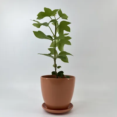 Фотография Фатсхедера: растение, которое поднимет настроение