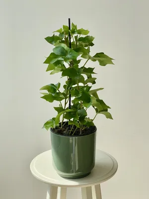 Фотография Фатсхедера: растение, которое улучшает качество воздуха