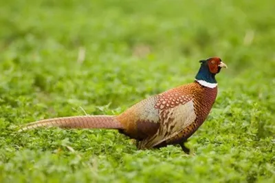 Фазан (Phasianus colchicus) :: Флора и Фауна Урочище Восьмая Щель ::  Урочище Восьмая Щель :: Путеводитель по ООПТ :: Отдел экологической  безопасности :: Контрольно-ревизионное управление :: Управления ::  Подразделения - Администрация и