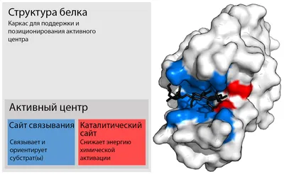 Фермент В Действие Pyruvate 6фосфатдегидрогеназы Бесплатно — стоковые  фотографии и другие картинки Фермент - iStock