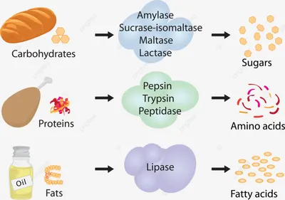 как работают ферменты кислоты аминокислоты PNG , ячейки, натуральный,  пищеварения PNG картинки и пнг рисунок для бесплатной загрузки