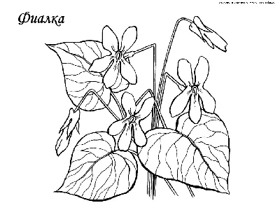 Раскраска Фиалка | Раскраски цветов. Картинки с цветами для раскрашивания