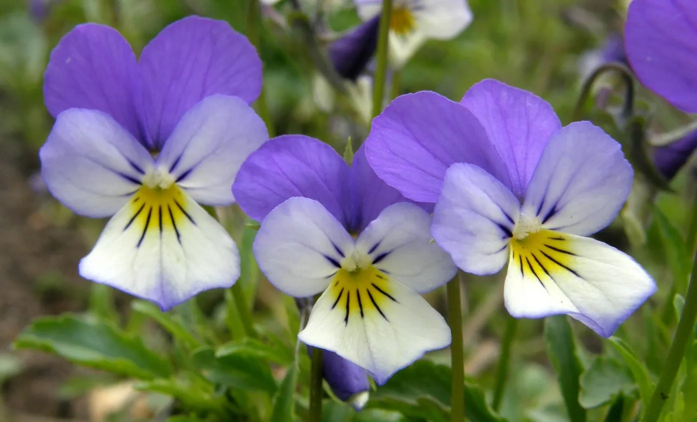 Фиалка полевые цветы. Анютины глазки, Виола трехцветная. Viola Tricolor l. фиалка трехцветная. Анютины глазки Лесная фиалка. Фиалка Полевая (Víola arvénsis).