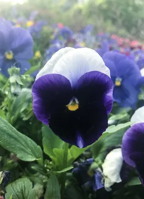 Фото Фиалки, которое заставит вас полюбить этот цветок
